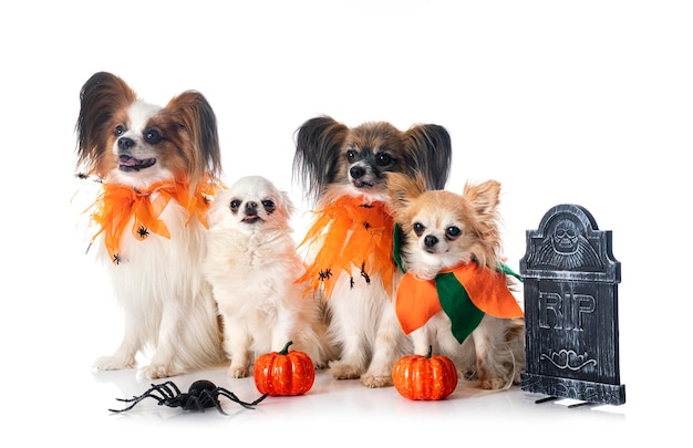 Papillon dogs chihuahuas and halloween