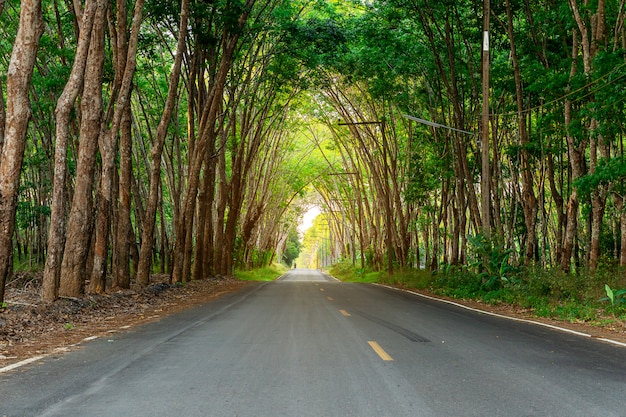 Para rubber tree, latex rubber plantation and tree rubber