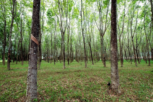 Para rubber tree in plantation on southern in Thailand