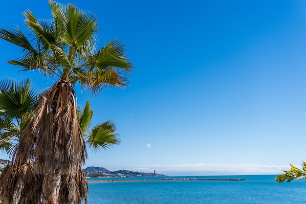 Paradise Blue Palms Sand and Seagulls