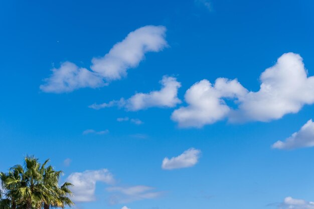 Paradise Blue Palms Sand and Seagulls