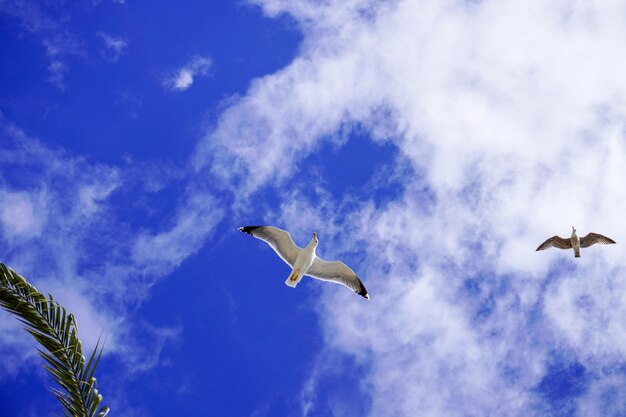 Paradise Blue Palms Sand and Seagulls