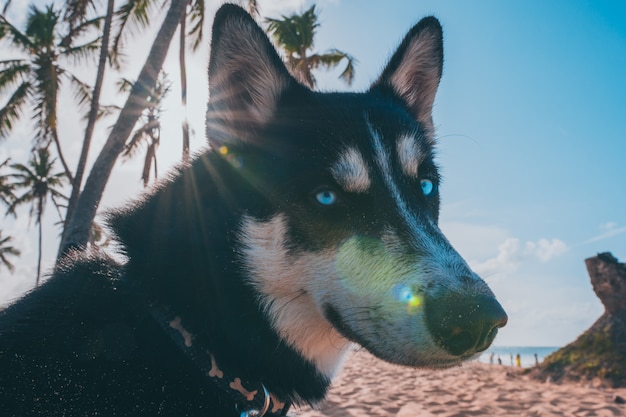 Paradise husky