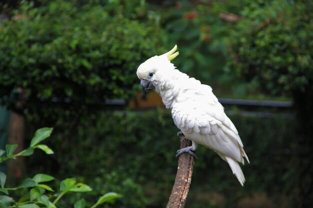 a parakeet is perched on a branch with the word parrot on it