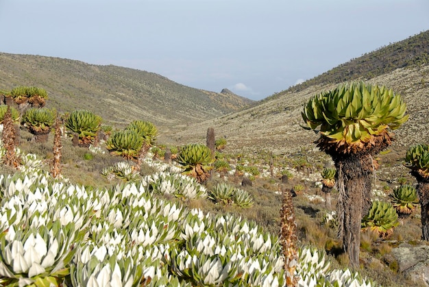 Photo paramo ecosystem