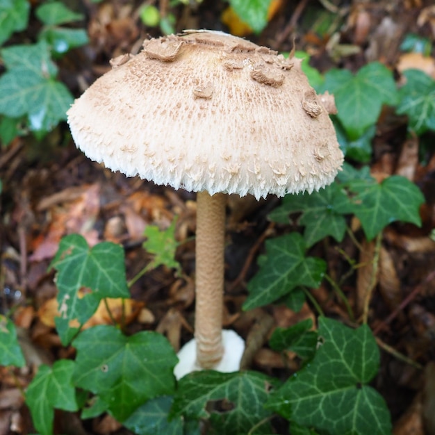 Parasol mushroom Macrolepiota procera is a species of mushrooms of the champignon family Fruit bodies are capshaped central Saprotroph grows on sandy soils in light forests in glades and edges