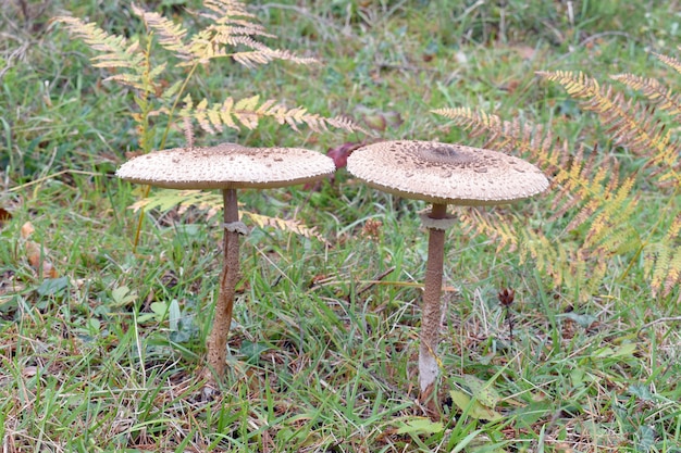 The parasol mushroom (Macrolepiota procera) in a pine forest. It is a very appreciated mushroom in gastronomy