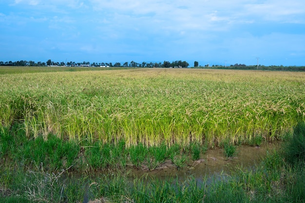 Parc Natural del Delta de l'Ebre Riumar Spain