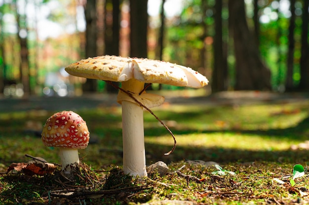 Parentchild trip of poisonous mushrooms