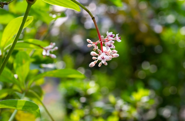 Parijoto flower Medinilla speciosa in shallow focus