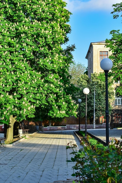 Park alley with lanterns and flowering chestnut trees in the sun