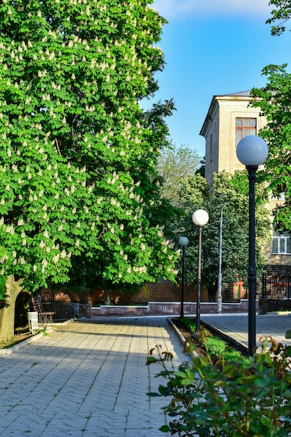 Park alley with lanterns and flowering chestnut trees