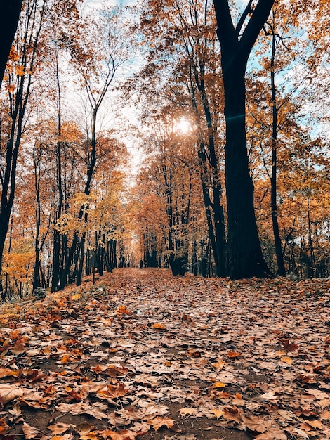 Park autumn landscape Alleys of the park A walk in the park An article about autumn