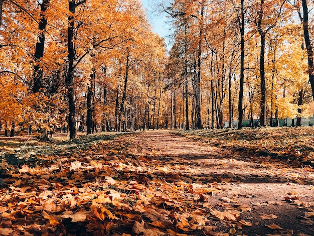 Park autumn landscape Alleys of the park A walk in the park An article about autumn