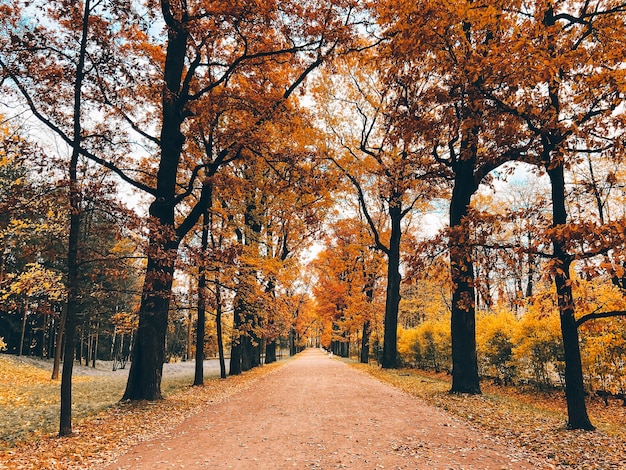 Park autumn landscape Alleys of the park A walk in the park An article about autumn