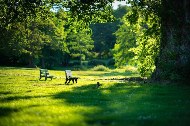 Photo park bench by trees on field