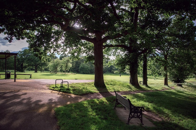 Photo a park bench in the shade of a tree