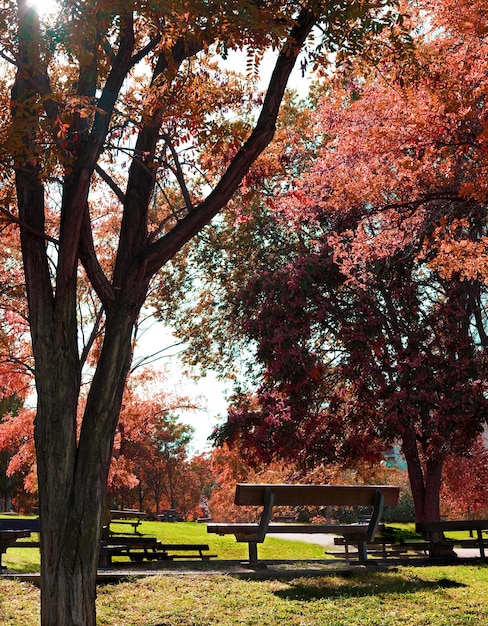 Park bench and trees.