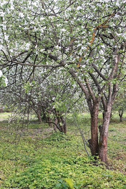 Park in the city, young sprouts of trees in the spring