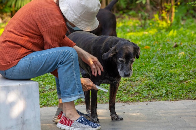 Park old man old dog combing hair