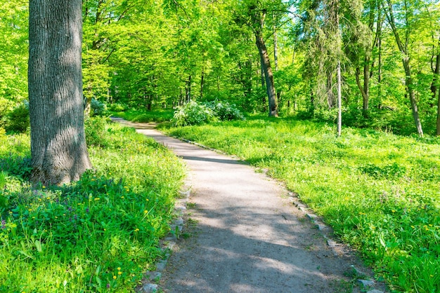 Park and path with green trees