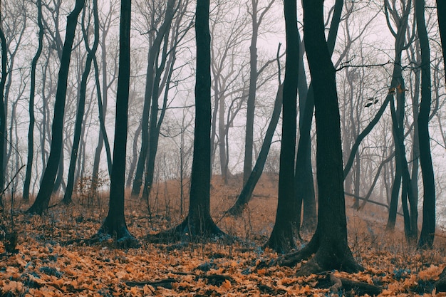 The park's trees are late autumn