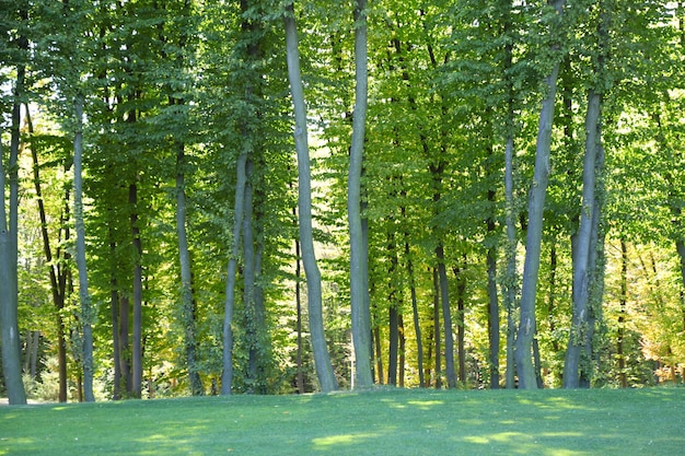 Park in the Summer