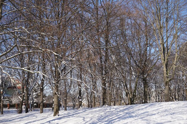 Park in winter at daytime