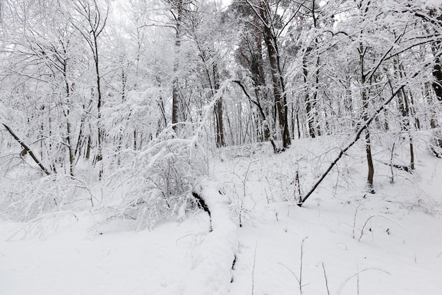 Park in the winter season