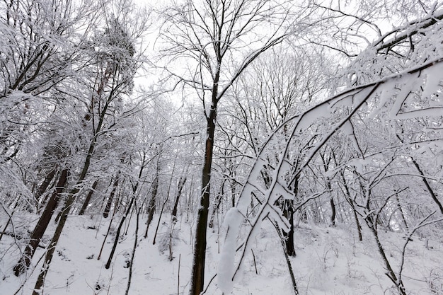 A park with different trees in the winter season