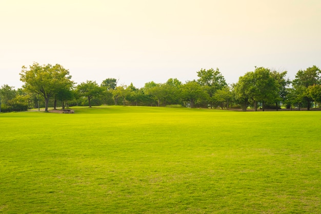 Park with green grass.