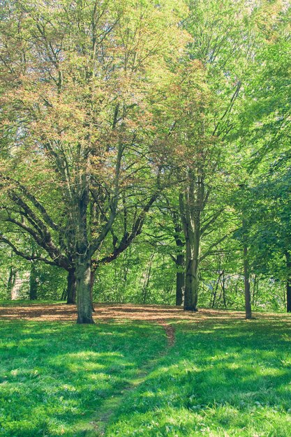 Park with green trees lawns and paths Toned