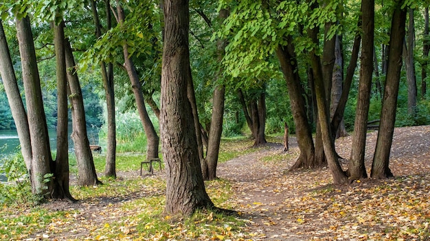 Park with green trees old bench nearby, fallen leaves, narrow paths between the trees, lake on the left