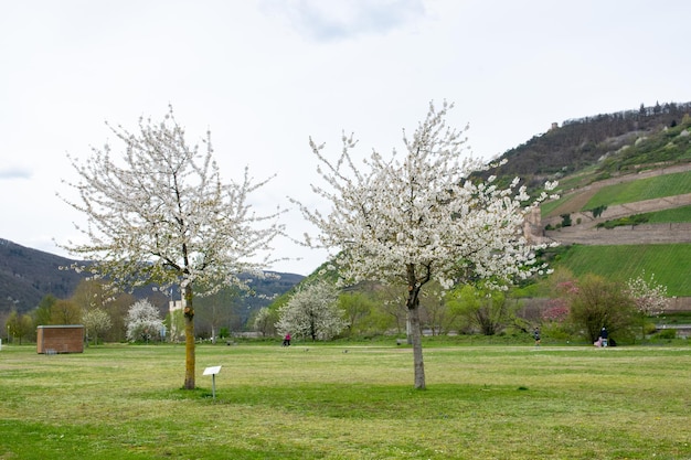 Park with much trees and grapee garden near the river in the spring