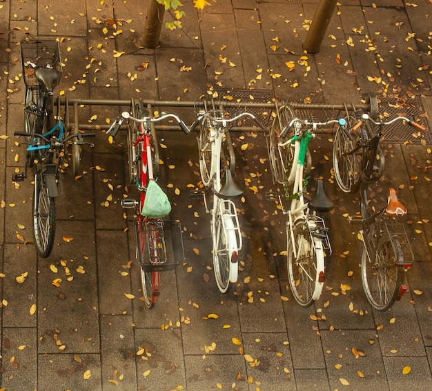 Parked bikes with yellow leaves on the asphalt