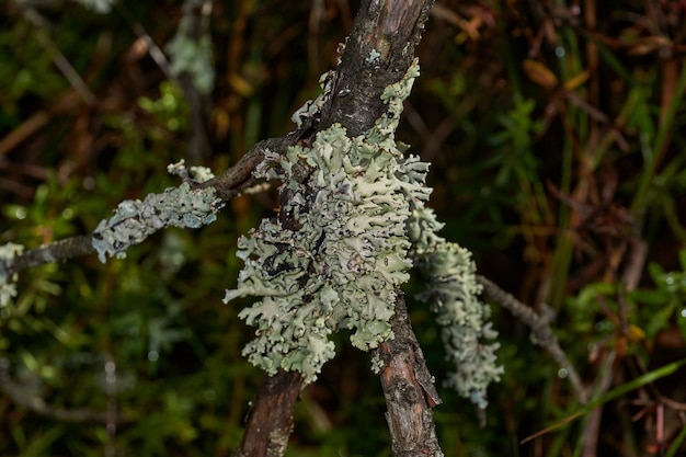 Parmelia sulcata lat Parmelia sulcata  type of lichen genus Parmelee family Parmeliaceae