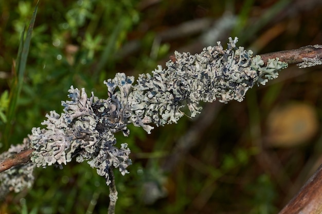 Parmelia sulcata lat Parmelia sulcata  type of lichen genus Parmelee family Parmeliaceae