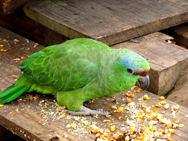 Parrot in Amazon river Peru South America