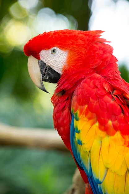 Parrot bird sitting on the perch