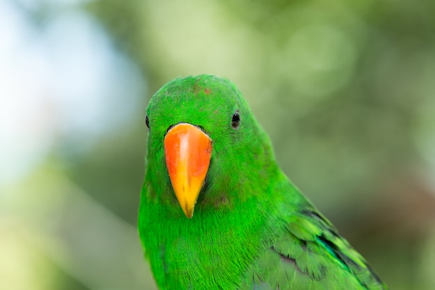 Parrot bird sitting on the perch