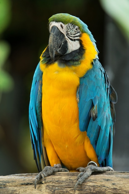 Parrot bird