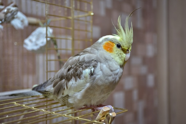 Parrot cockatiel closeup sitting on the cage