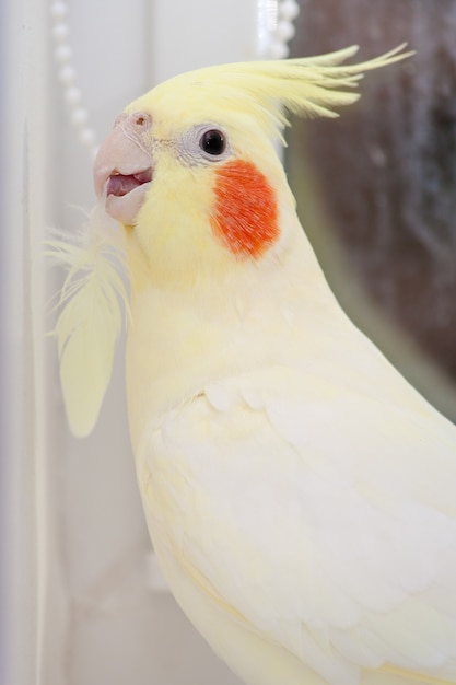 Parrot corella with feather in neb. Bird moult concept. Vertical.