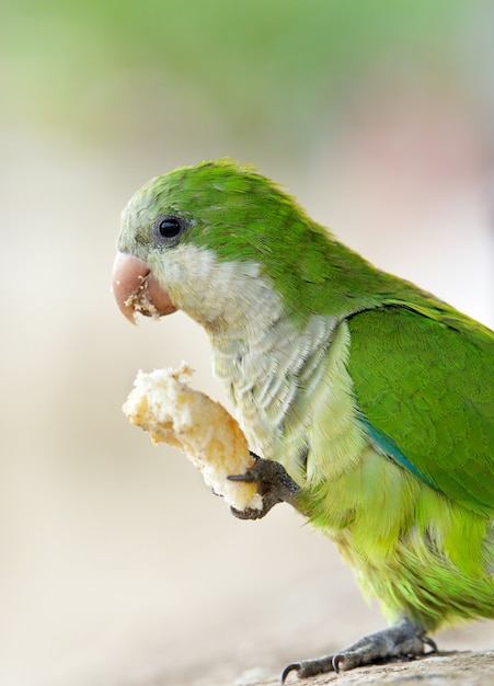 Parrot eating bread with paw