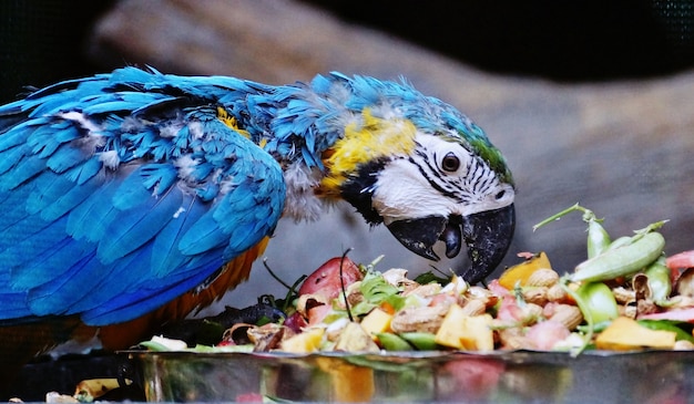 parrot eating