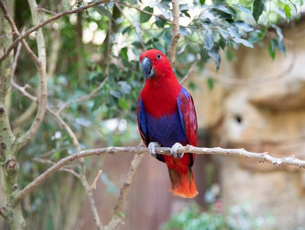 Parrot Eclectus rotatus red girl Bird Macro