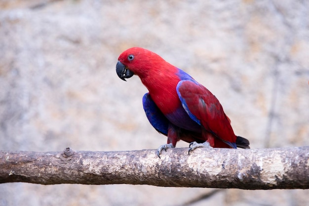 Parrot Eclectus rotatus red girl exotic birds