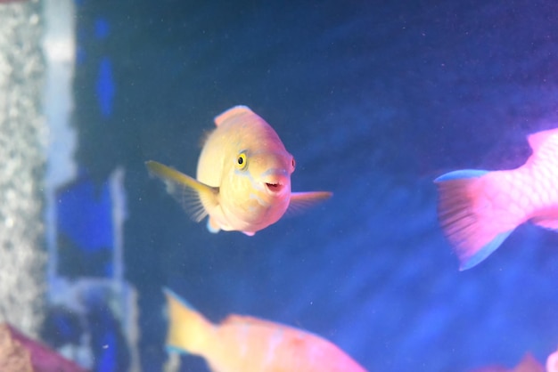 Parrot fish in aquarium closeup