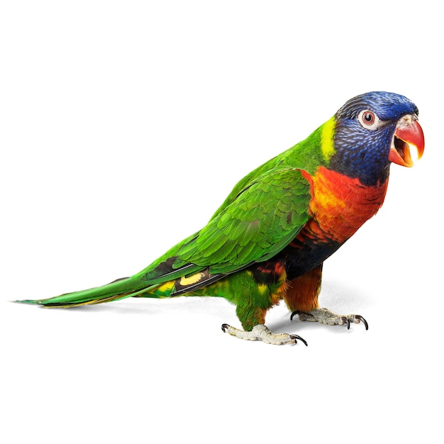 parrot flying Parrots Psittaciformes also known as psittacine are birds with a strong curved bea