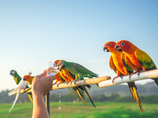 Parrot is cute exotic pet